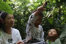 一八八团：树莓熟了 采摘正当时图片