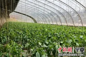 “中国辣椒之乡”彭阳：“火辣”产业绘就乡村致富路图片