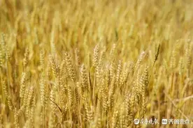又是一年麦熟时图片
