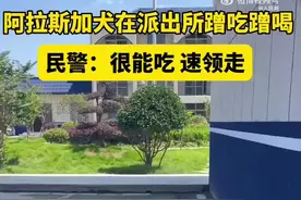 走失阿拉斯加在派出所蹭吃蹭喝 民警：太能吃 急寻主人图片