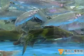 禁渔期结束！新鲜的河鲜价格如何？图片