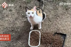 大学生自费千元为校园流浪猫投喂100斤猫粮：有十几只猫，能够帮助这些小生命是很有意义的事图片