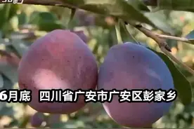 30秒｜两万斤川产西梅入粤图片