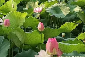 青未了||微小说：抢福图片