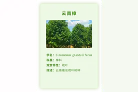 你今天投票了吗？快来参加云南十大观赏乔木树种评选活动吧图片