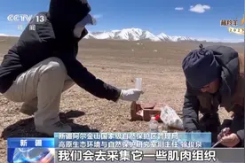 全球最壮观的有蹄类动物大迁徙来了，探秘藏羚羊迁徙产仔之路图片