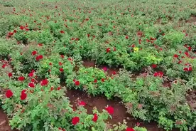 师宗：当玫瑰遇上醋图片