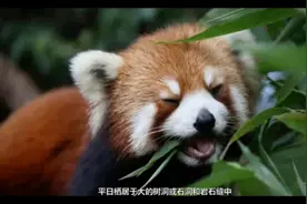 剪辑小白也能成为科普博主！如何快速生成知识讲解视频图片