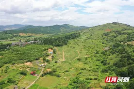 桂阳：支部农场+特色种植 助力乡村振兴图片