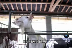 失聪16年，“牧羊女”硬是活出了美丽人生图片