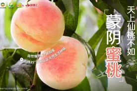 助力革命老区乡村振兴，蒙阴蜜桃在明康汇开卖图片