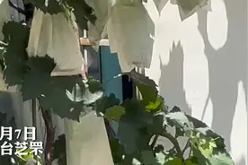果然视频|2楼窗外长满葡萄，年产七八十斤，住户：起初只为遮阳图片