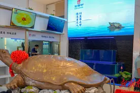 湘菜的“至尊食材”甲鱼，如何做出“至尊体验”？图片