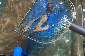 价格腰斩！已大量上市！台州人有口福了图片