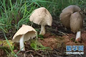哈市一家人食用野蘑菇后急性肝中毒！附图：东北地区常见毒蘑菇↘图片