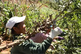 巧家：“小花椒”撑起乡村振兴“大产业”图片