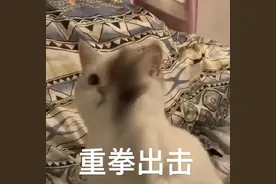 当心“蜂出没”！他们1小时摘除3个马蜂窝图片