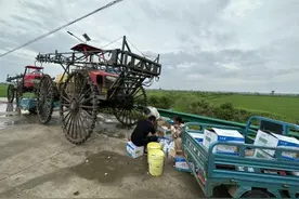 五河县申集镇：旱稻披“绿装” 田间除草忙图片