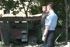 发生在上海！3只小羊溜出羊圈，逛着逛着，它们遇到了一名厨师……图片