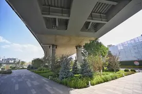 朝阳站迎宾大道展开“槐荫消夏图”，桥下空间变“绿心”图片