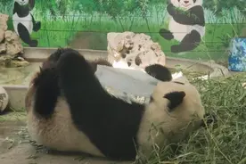 大热天，动物园里的动物是这么避暑的！图片