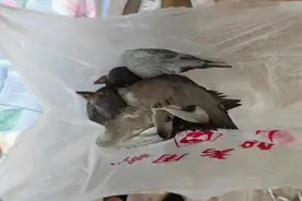 野鸽子在空调外机筑巢，社区联手“挪窝”解民忧图片