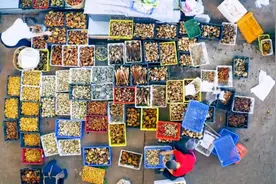 又到一年“吃菌季”：云南野生菌大量上市图片