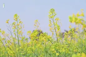 这是一种“油”然而生的幸福！图片