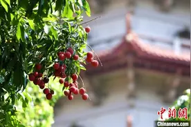 遇见福建：千年古刹荔挂红了图片