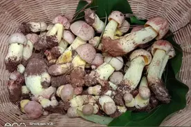 开屏策划｜上哪找菌、怎么识菌？云南捡菌“老司机”这样说→图片