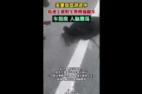 夫妻自驾游途中高速上被野生黑熊撞翻车，车报废人脑震荡图片
