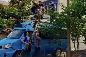 文明青岛随手拍 | 枯树枝悬头顶，危险；多部门协同，快办！图片