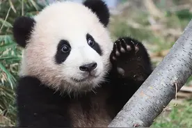 韩国动物园为大熊猫福宝招“一日饲养员助理”，上万韩国人竞聘图片