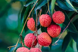 水濂山下荔枝红，错过又要等多一年！图片