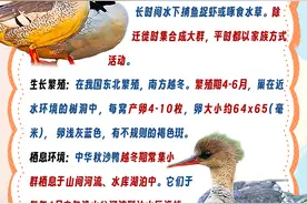 黄河入海口鸟类图鉴⑦ | 中华秋沙鸭图片