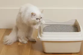 小宝评测丨猫咪最爱哪款猫砂？实测20款，多位专家现场支招图片