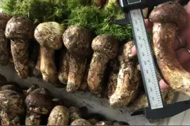 松茸已上市，都什么价？但它的部分“兄弟”真的很危险，大家别乱吃图片