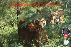 火了！男子上山采菌，偶遇3只老虎？图片