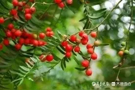 《我愿，为你》文／雅致丝语图片