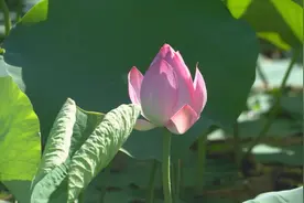 荷花出淤渐次开 如画美景待客来图片