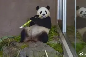 日媒：旅日大熊猫“枫浜”再次被委任为“交通安全大使”图片