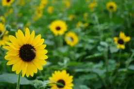 推荐，普陀这两处有金色花海→图片