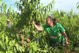 丰收“新”盛景|黄桃丰收季  农户笑开颜图片
