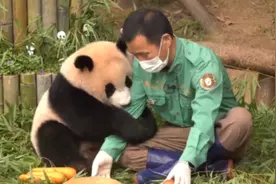 韩国“福宝爷爷”：大熊猫诞下双胞胎太开心了！会好好照顾图片