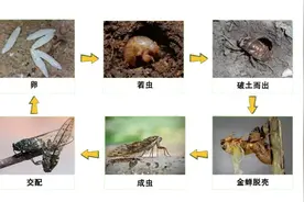 蝉鸣时节，探秘蝉的神奇世界！图片