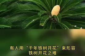 罕见！盐城一株铁树连续8年开花图片