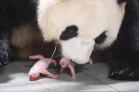 福宝当姐姐了！大熊猫爱宝二胎诞下双胞胎图片