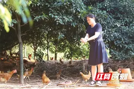 生态蛋鸡“孵出”乡村致富路图片