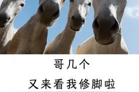 给驴修个脚，就那么好看？图片