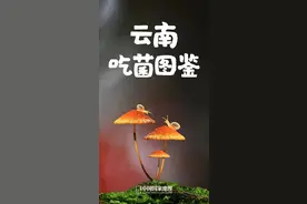 去最美的云南，吃最野的菌子！图片